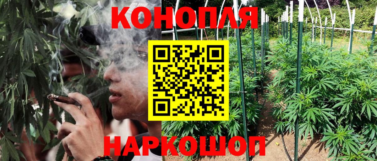 Бошки Шишки семена Губаха